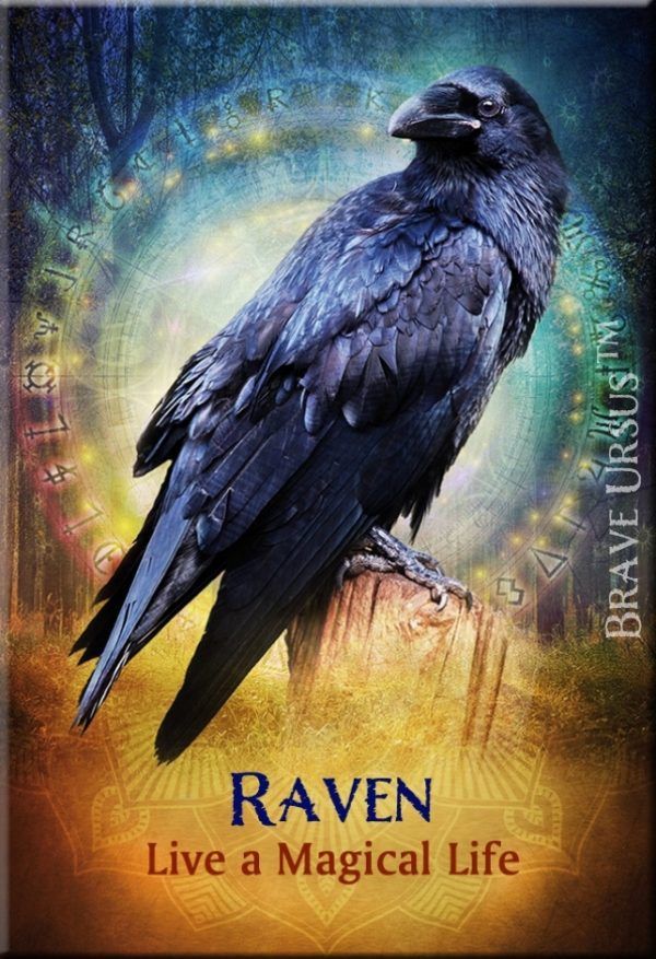 Fridge Magnets Raven Spirit Guide Animal 643x940