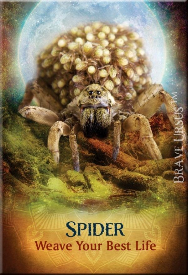 Fridge Magnets Spider Spirit Guide Animal 643x940