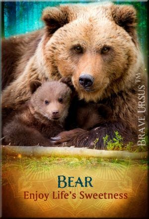 Fridge Magnets Bear Spirit Guide Animal 643x940
