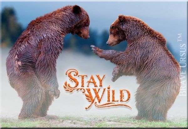 Fridge Magnets Stay Wild Bear Spirit Guide Animal 643x940