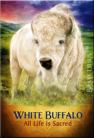 Fridge Magnets White Buffalo Spirit Guide Animal 643x940